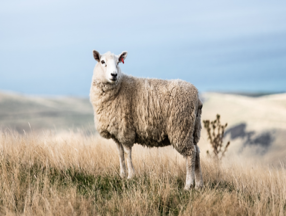 bild på lamm i naturen